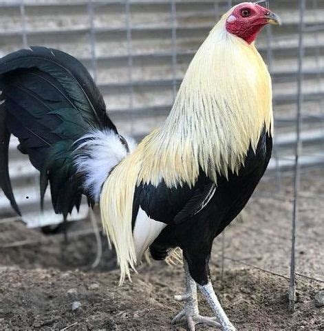 gull gamefowl|Popular Gamefowl Breeds, Bloodlines and Strains: A Quick Guide.